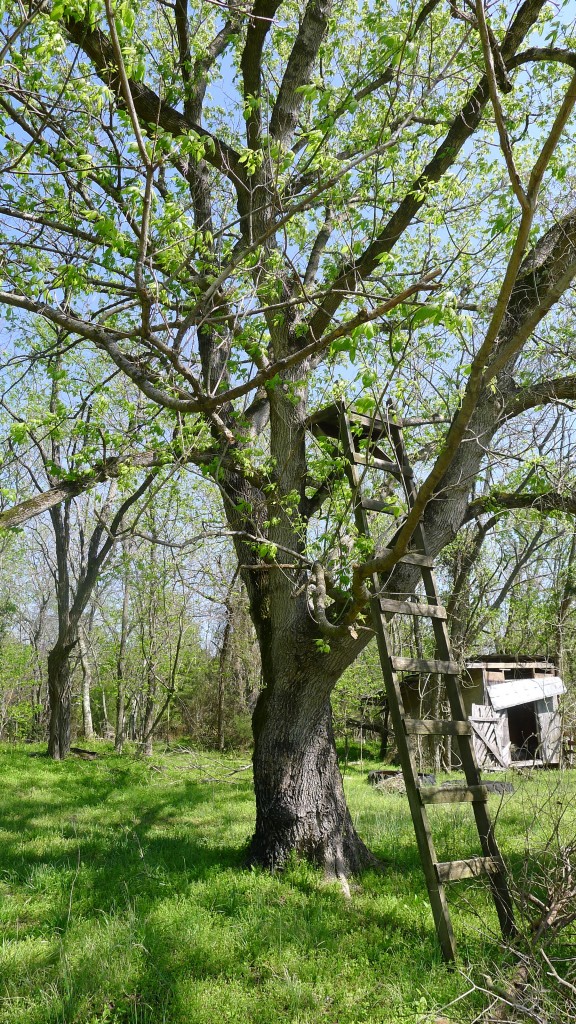 old man in spring green