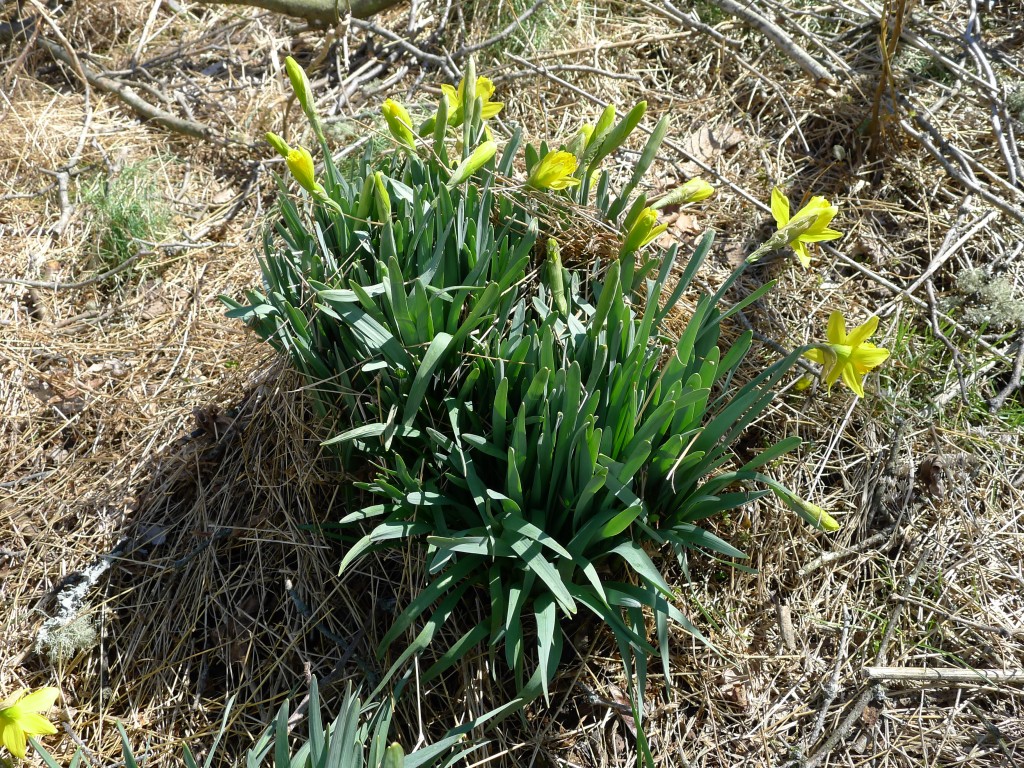 mid-March daffs