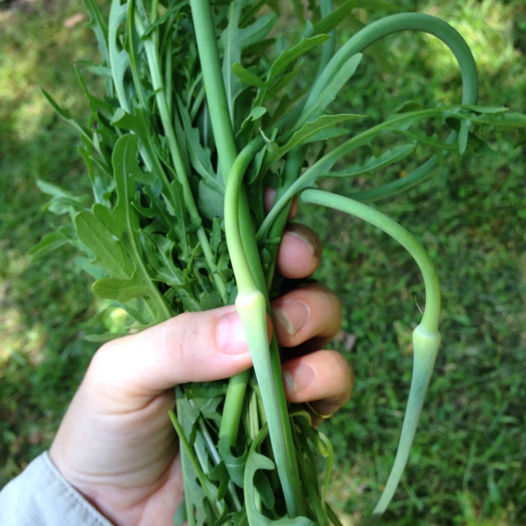 fistful of arugula and garlic scapes
