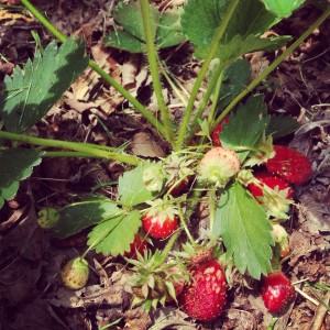 strawberries